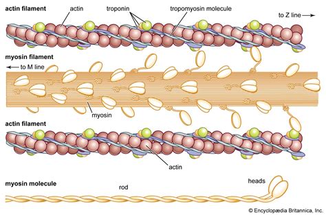 Myosin