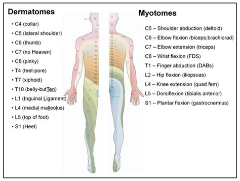 Myotomes Lower Limb