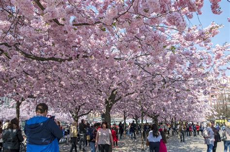 när blommar körsbärsträd i kungsträdgården 2020