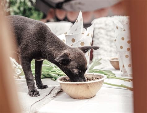 när går man  ovan  ifrån valpfoder  mot vuxenfoder