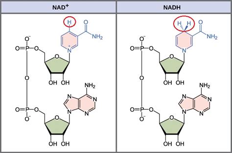 Nad And Nadph