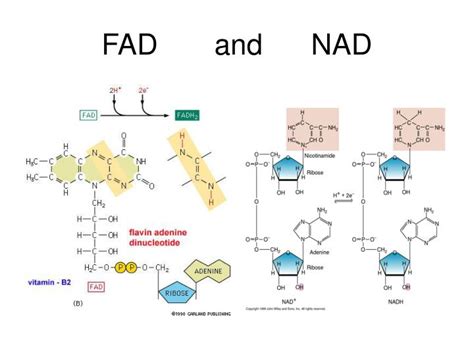 Nad Vs Fad