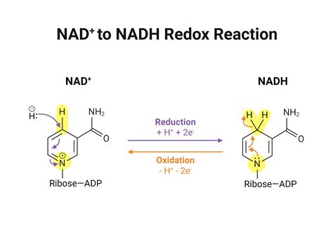 Nadh Reduction Potential