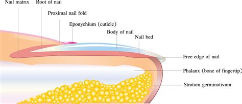 Nail Anatomy Sciencedirect Nail Science - Nail Science