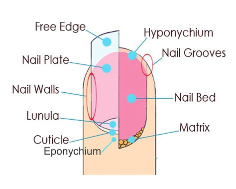 Nail Structure Function Growth Britannica Nail Science - Nail Science