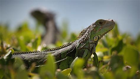 Naked Iguana