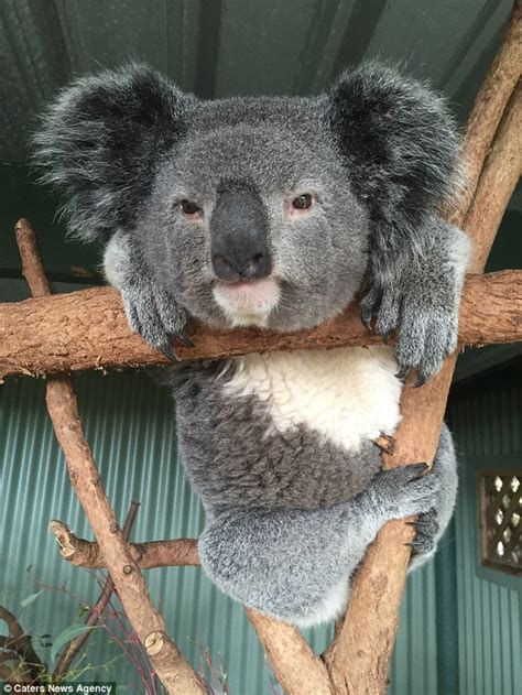 Naked Koala