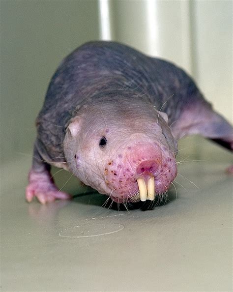 Naked Mole Rat Cute