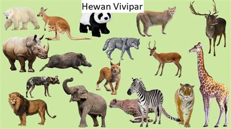 nama hewan vivipar