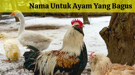 NAMA AYAM YANG BAGUS - Nama Ayam Bangkok Terbaik yang perlu kamu ketahui