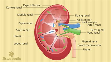 NAMA LAIN GINJAL - Bagian-bagian Ginjal dari yang Terluar hingga Terdalam
