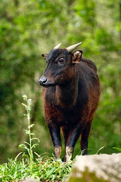 NAMA LATIN ANOA - Studi Populasi Dan Habitat Anoa di Kawasan Hutan