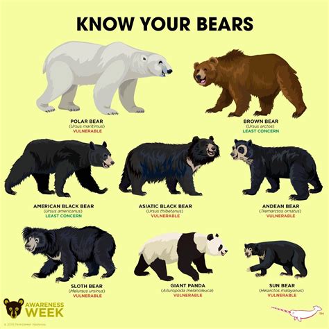 Name Bear Comparison Chart Type Size Color