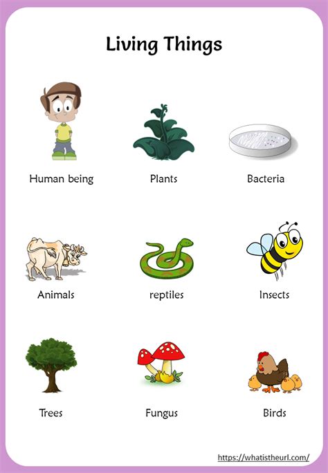 Name Date Class Living Things Connecting Concepts