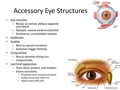 Name Five Accessory Eye Structures That Contribute