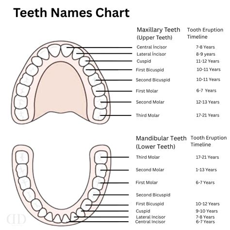 Name Of Teeth Chart