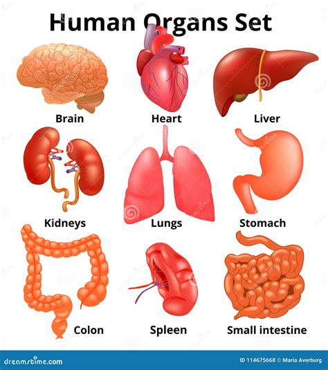 Name The Three Organs Of The Government