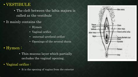 Names For Vagaina