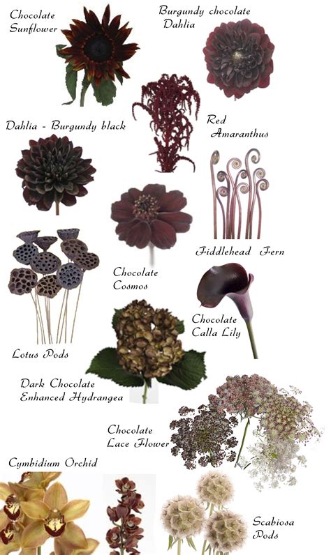  Names Of Brown Flowers - Names Of Brown Flowers