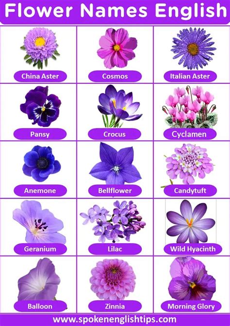 Names Of Dark Purple Flowers