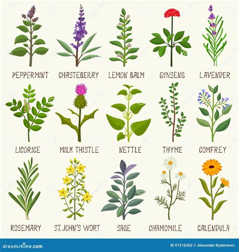 Names Of Different Herbs