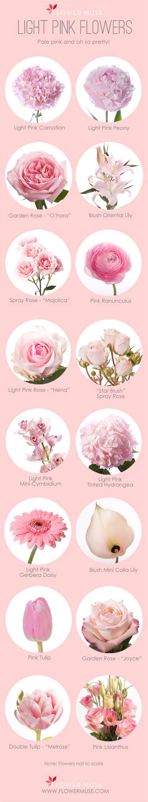 Names Of Light Pink Flowers