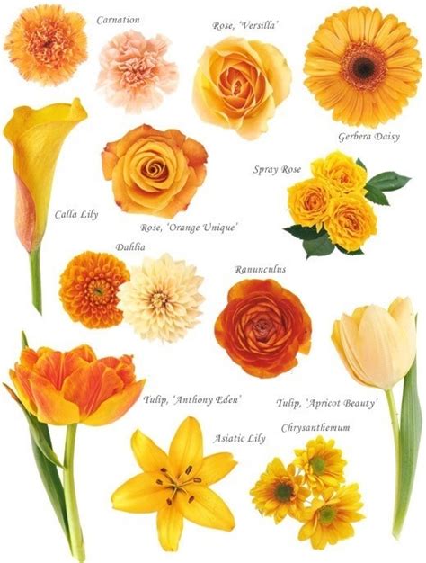 Names Of Orange Flowers