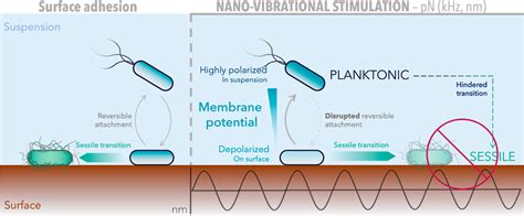 Nano Vibration Cell Stimulation