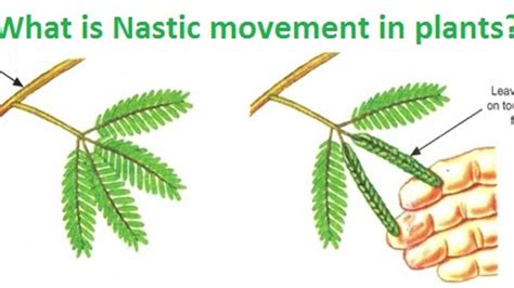 Nastic Movement Class 10