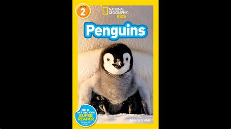 National Geographic Kids Penguins Read Aloud Youtube Penguins Kindergarten - Penguins Kindergarten