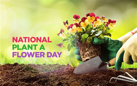 National Plant A Flower Day Celebrate By Helping Kindergarten Planting - Kindergarten Planting