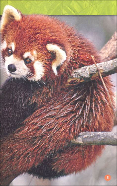 Read Online National Geographic Readers Red Pandas 