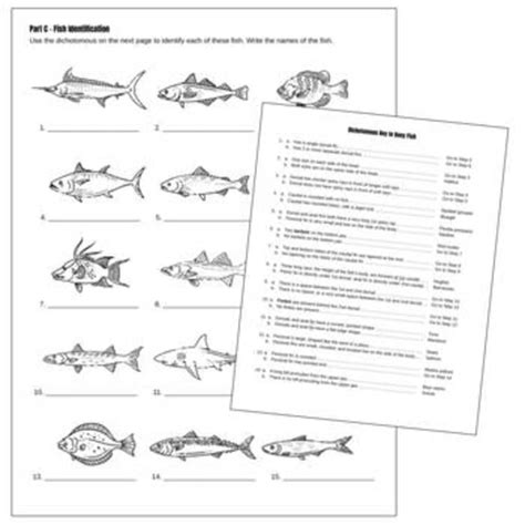 Native Fish Dichotomous Key Activity Answers