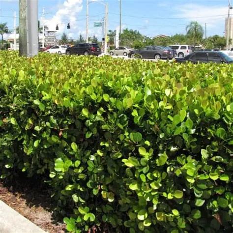 native florida bushes