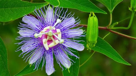 native florida plants