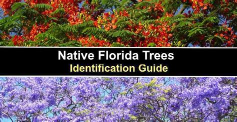 native florida trees