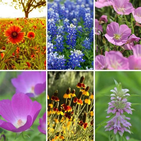 native texas flowers