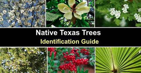 native texas trees