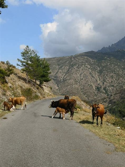 natura corsa