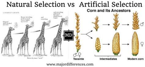 Natural Selection Vs Artificial Selection