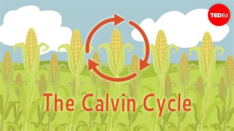 Nature X27 S Smallest Factory The Calvin Cycle The Calvin Cycle Worksheet - The Calvin Cycle Worksheet