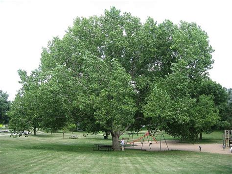 nebraska state tree