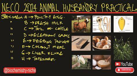 neco practical specimen for animal husbandry