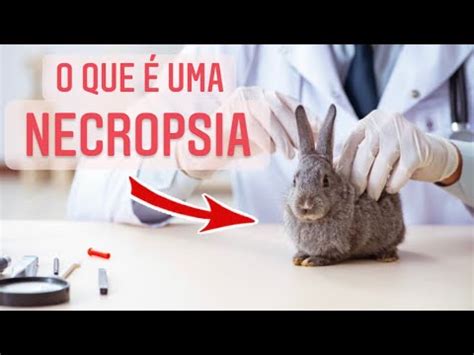 Necroforia O Que é