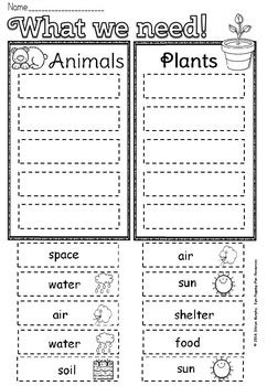 Needs Of Plants And Animals Worksheets 1st Grade Plant Labeling Worksheet - 1st Grade Plant Labeling Worksheet