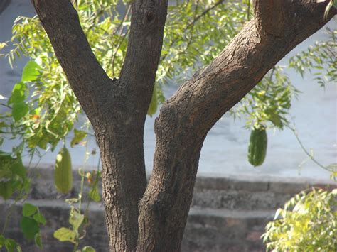 Neem Ka Ped