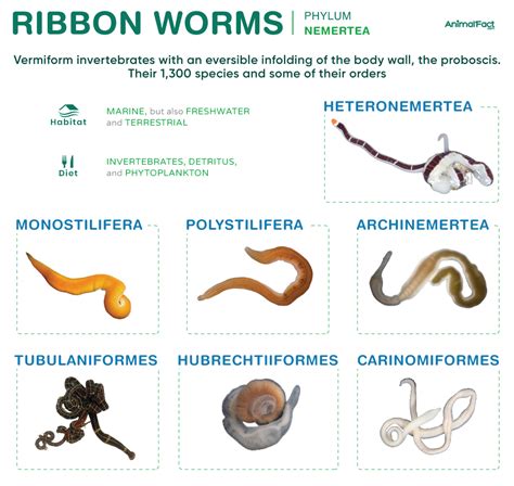 Nemertea Ribbon Worm