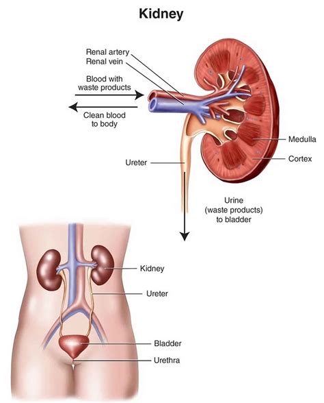 nephrotoxic definition
