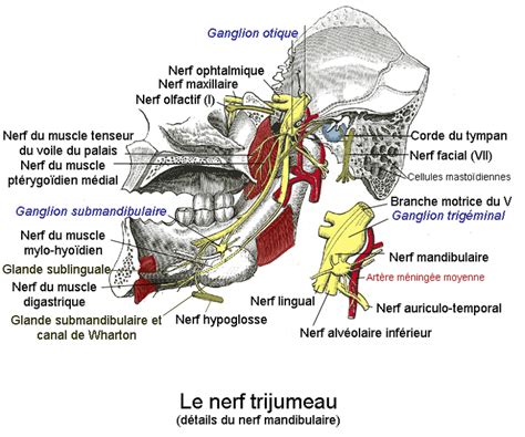 Nerf Trijumeau 3d   Reconnaître Et Traiter Une Névralgie Du Trijumeau - Nerf Trijumeau 3d