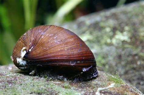 neritina pulligera uova